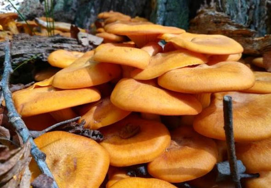 Exploring the Flavor and Benefits of Hillbilly Pumpkin Mushrooms