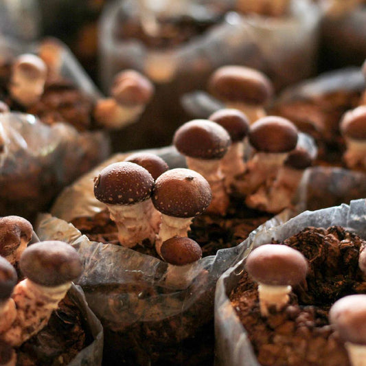 Unlocking the Power of Genetics in Mushroom Cultivation