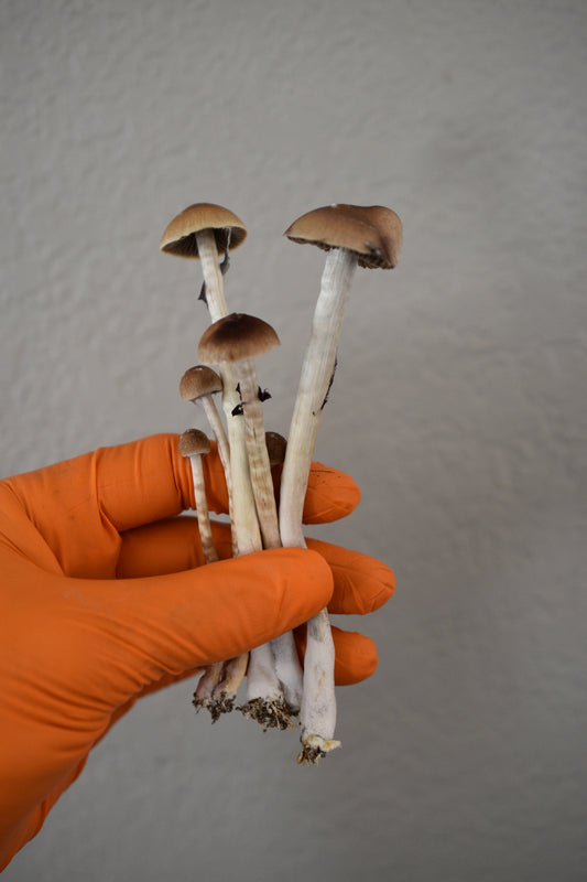 Blue Meanies Cubensis