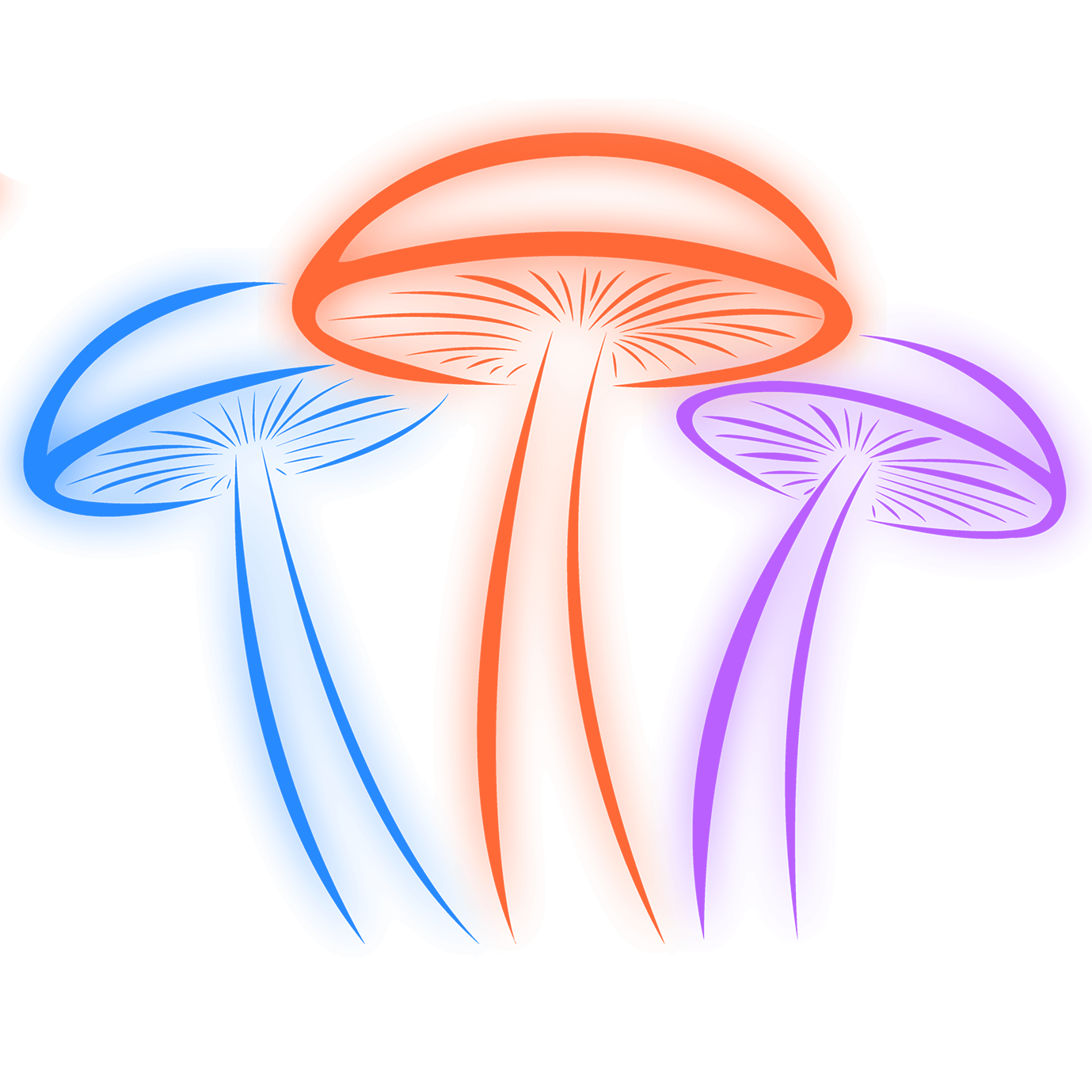 blue meanie cubensis