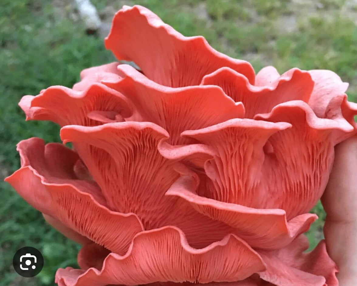 Pink Oyster