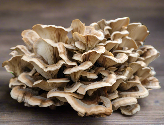 Hen of the Woods